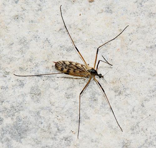 Réf. 279 124 : Limonia maculipennis